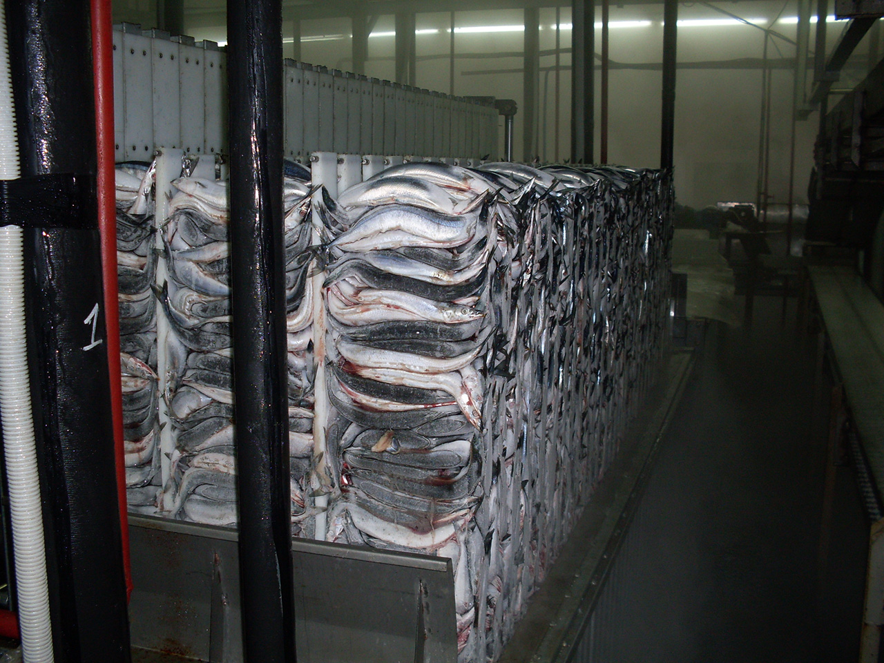 Склад заморозки. Хранение замороженной рыбы. Холодильная камера для рыбы. Хранение замороженной рыбы на складе. Рыба мороженая хранение на складе.