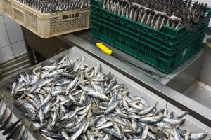 Рыба солёная провесная